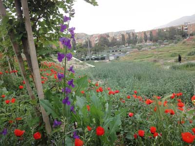 شقایق های تبریز